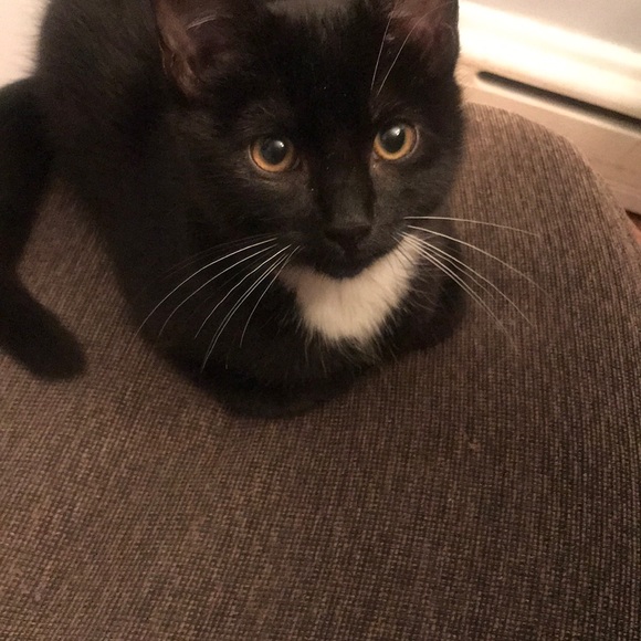 Meet your Posher, Annmarie - Picture 1 of 1